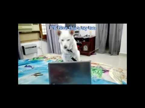 Funny Dog / (Humor) Video