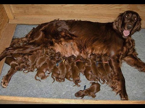 How Dog Mommies Survive With So MANY Puppies???