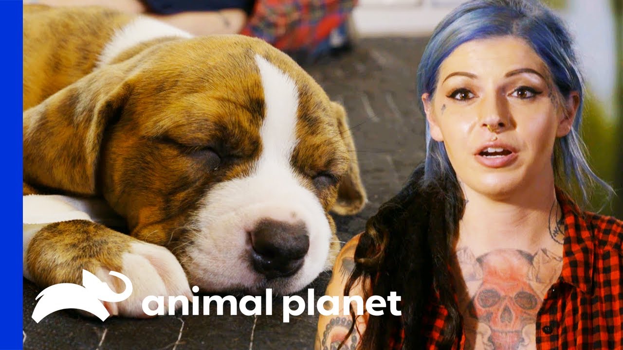 These Adorable Rescued Puppies Will Melt Your Heart | Pit Bulls & Parolees