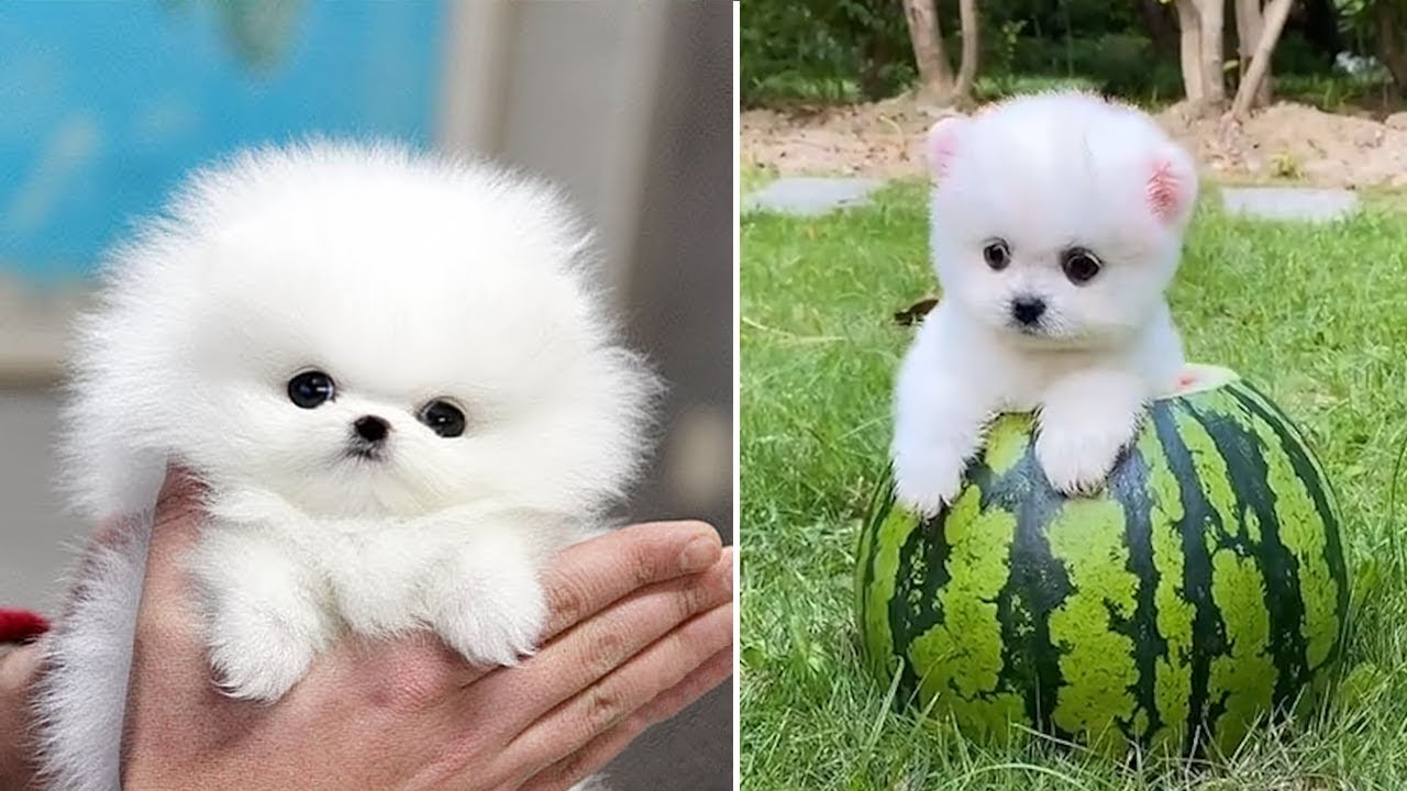 Mini Pomeranian  Funny and Cute Pomeranian Videos | Funny Puppy Videos 2020