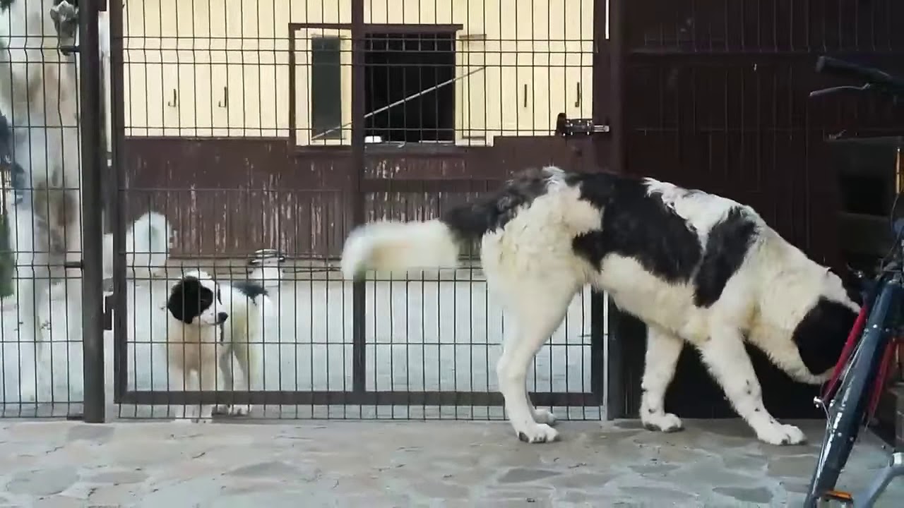 G-NOBEL de HUMOR, 7 Months  BUCOVINA SHEPHERD DOG