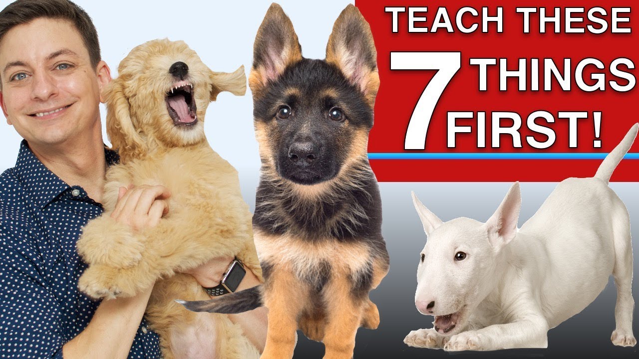 How to Teach The First 7 Things To Your Dog: Sit, Leave it, Come, Leash walking, Name…)