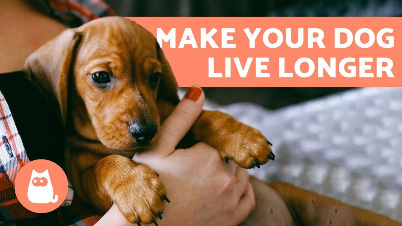 How to Make a Dog Live Longer – 10 Tips