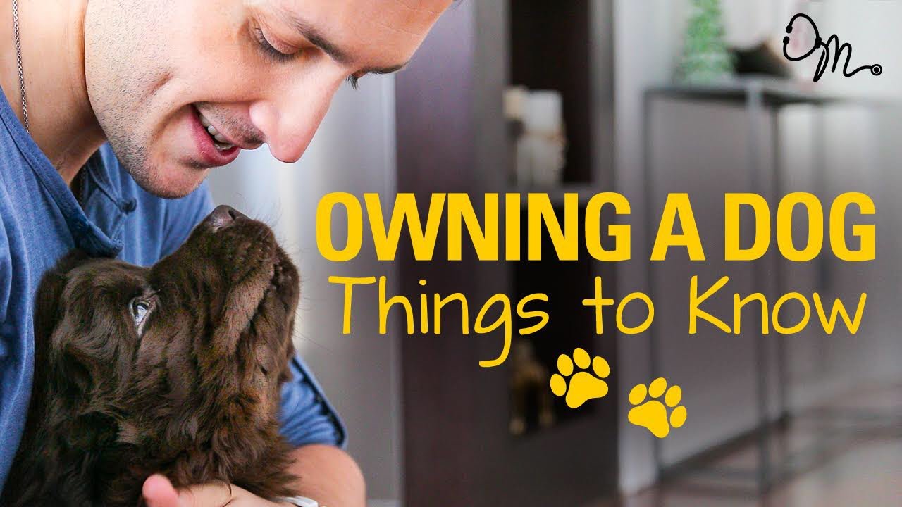 OWNING A DOG | Things to Know Before Getting a Puppy! | Doctor Mike