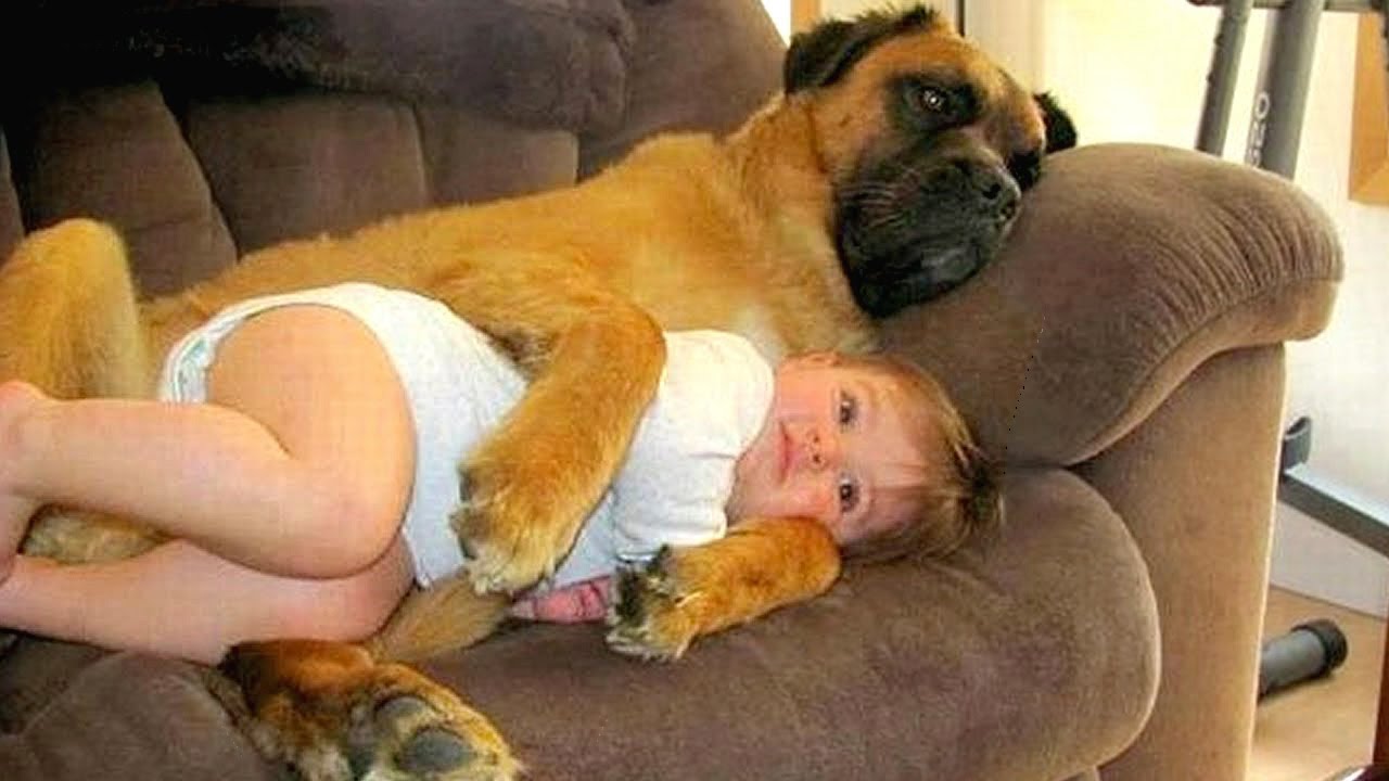 Adorable Dogs take care babies | Funny Babies and Pets