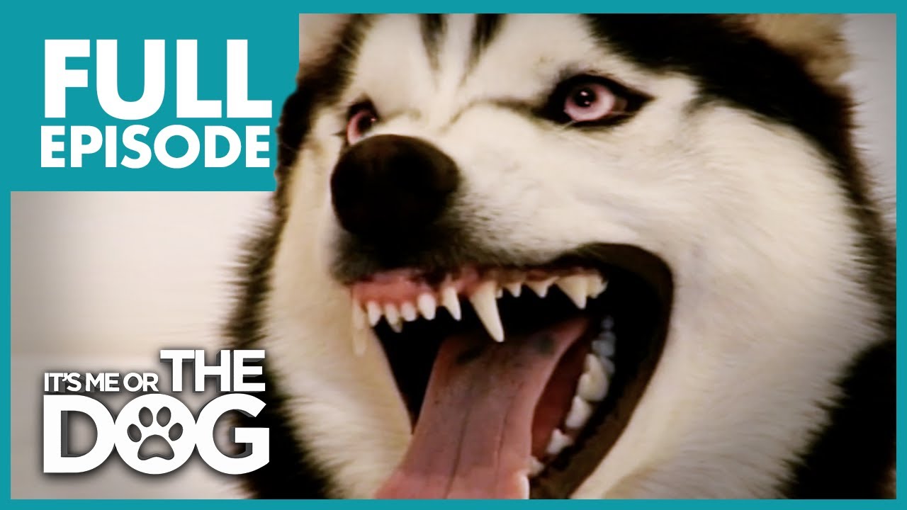 The Demon Husky: Diesel | Full Episode | It’s Me or The Dog