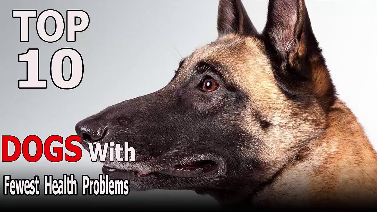 Top 10 Dog Breeds With The Fewest Health Problems | Top 10 animals