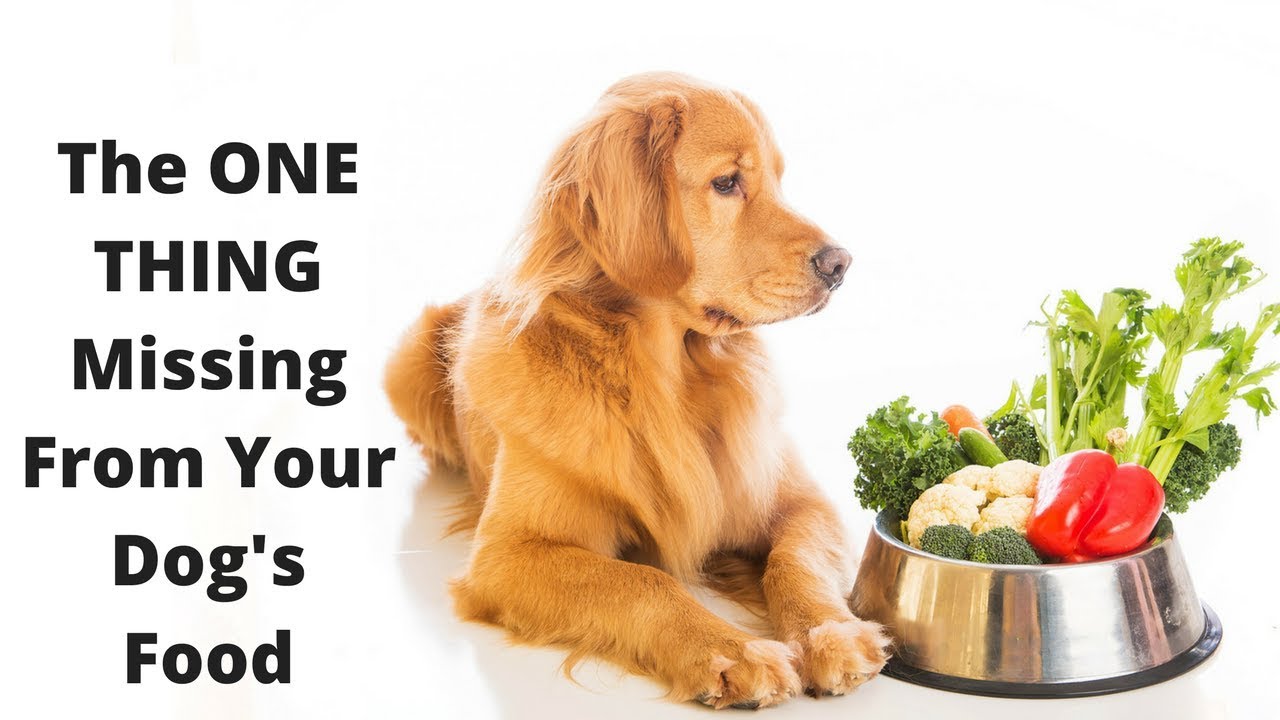 Improve Your Dog’s Skin, Coat, And Health With This One Simple Thing!