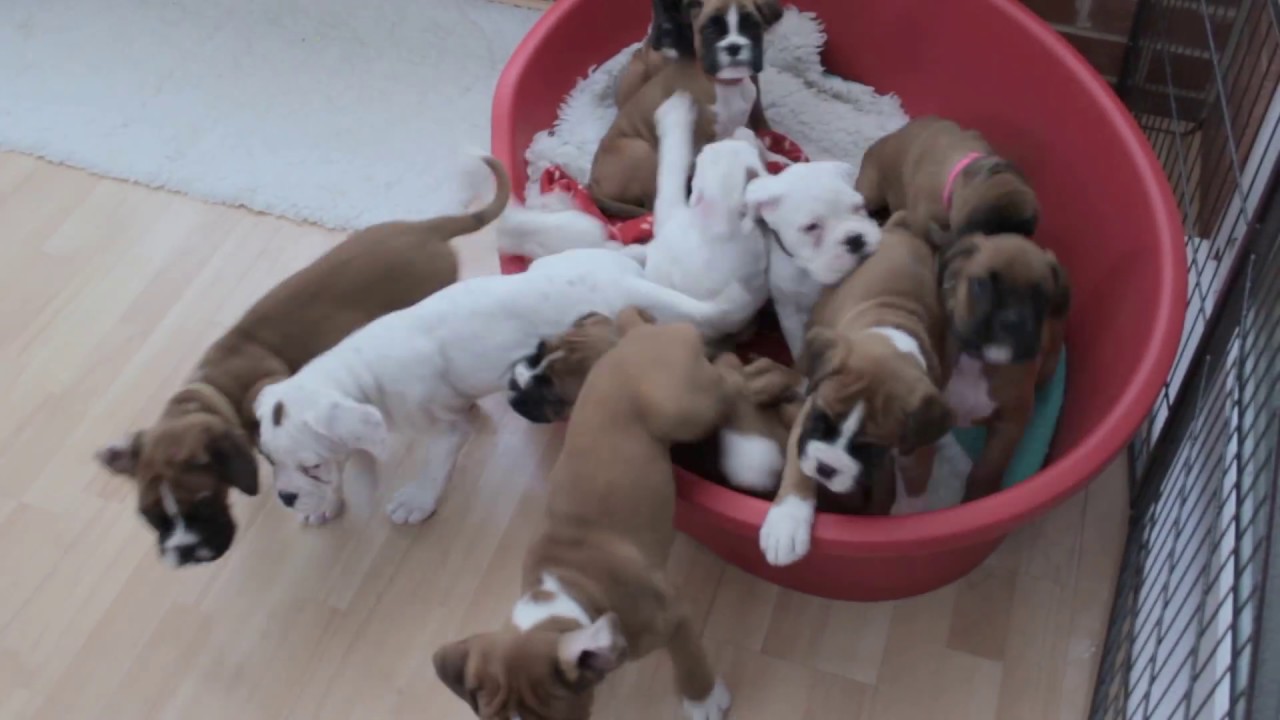 Eleven BOXER PUPS morning routine