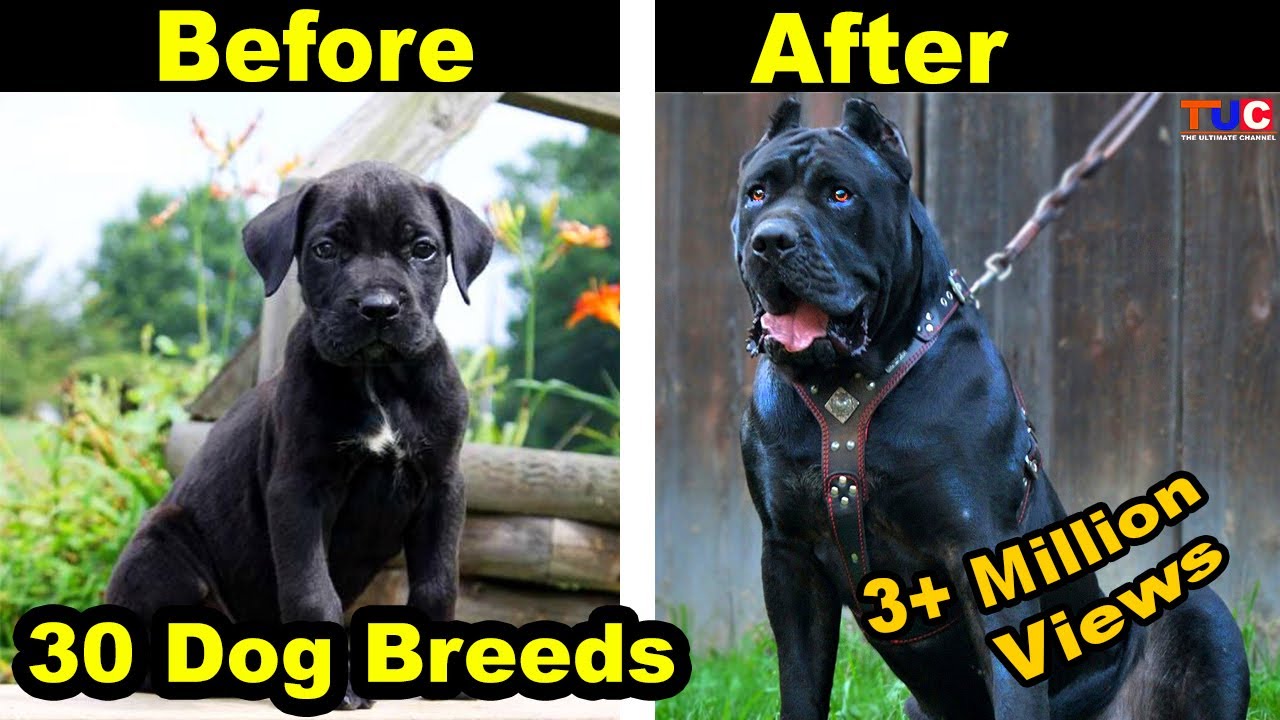 30 Dog Breeds, Puppy to Adult Growing up : Before and After : TUC