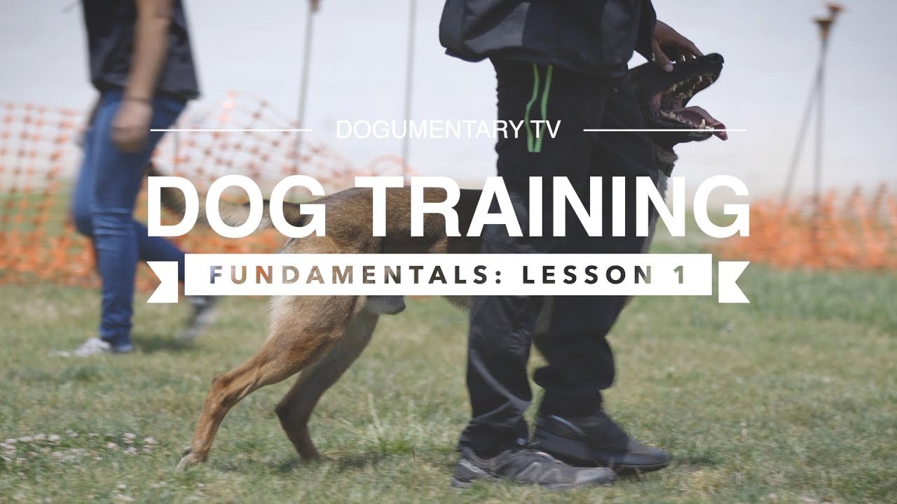 DOG TRAINING FUNDAMENTALS: LESSON 1