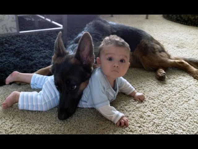 German Shepherd Protects Babies and Kids Compilation – The best Protection Dogs