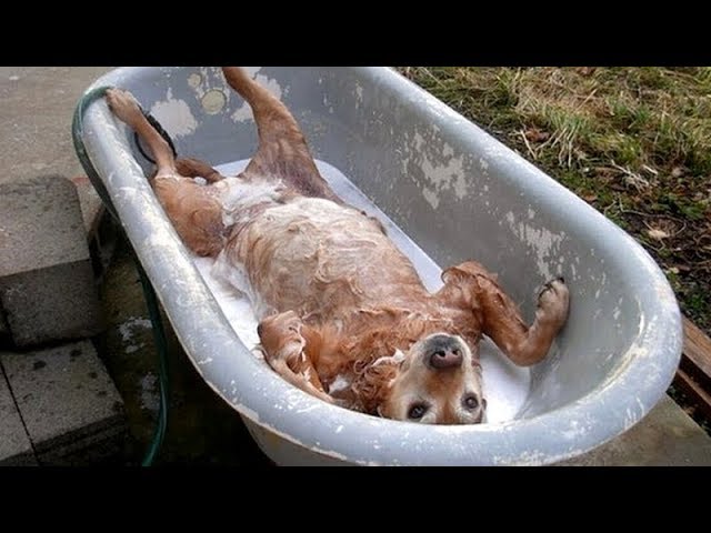 FUNNY DOGS, prepare yourself to CRY WITH LAUGHTER! – Best DOG VIDEOS