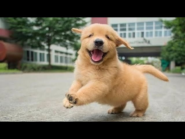 Funniest & Cutest Golden Retriever Puppies #28 – Funny Puppy Videos 2019