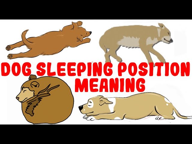 What Your Dog’s Sleeping Position Reveals About Their Personality, Health and Character