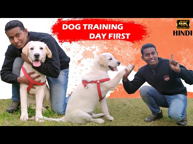 Labrador Puppy Training – Day 1st || Training Session For Beginners in Hindi || ALEXA THE LABRADOR