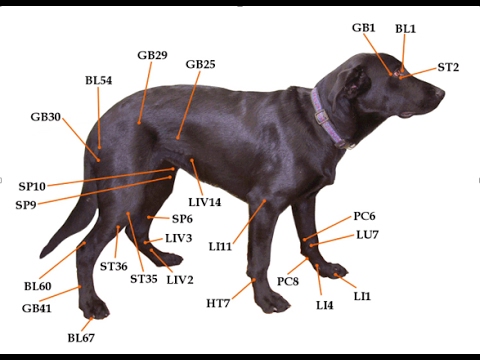 Acupressure For Common Dog Health Problems