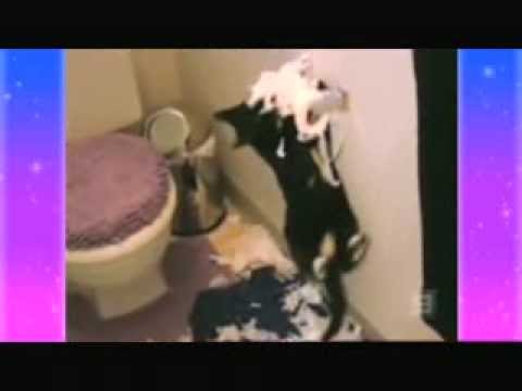 cats and dogs animals – funny humor jokes