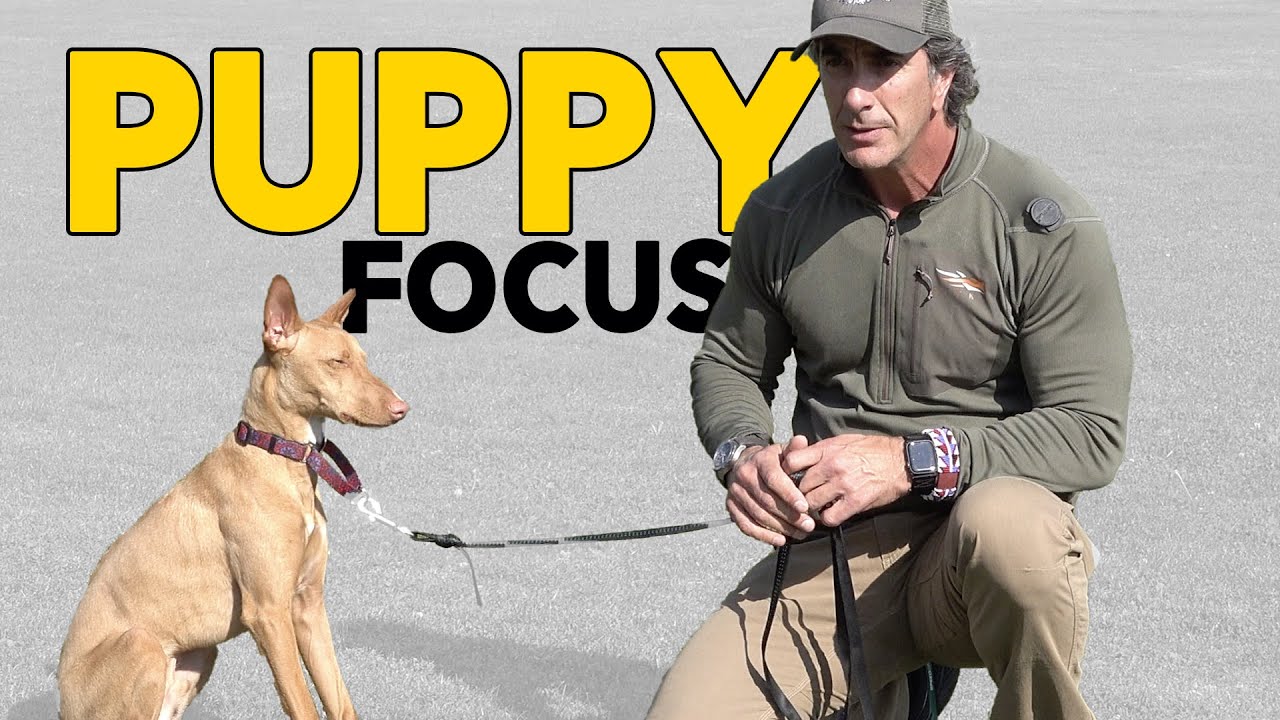 Puppy Training Teach Your Puppy to Focus – Robert Cabral Dog Training Video