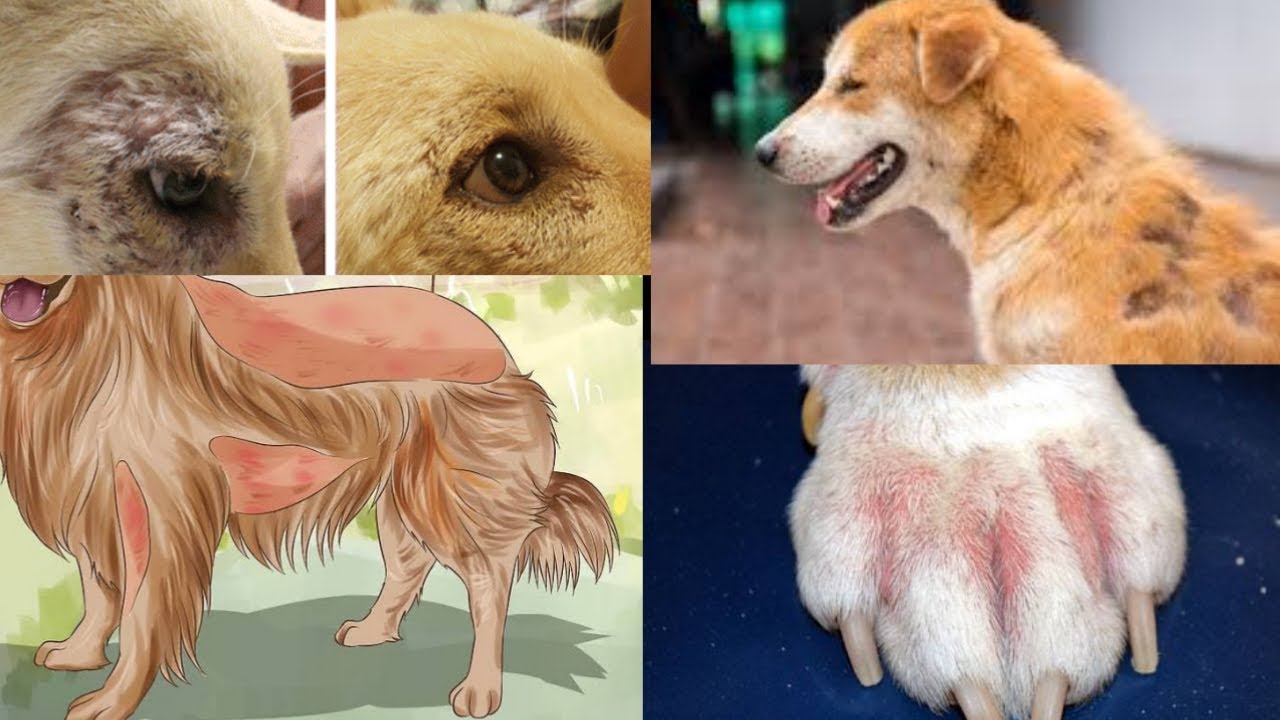 Dog skin problems / Pet Care – Skin Allergy For Dog /in hindi