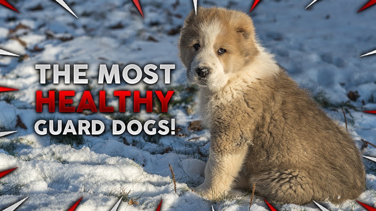 These Are 10 Most Healthy Guard Dog Breeds!