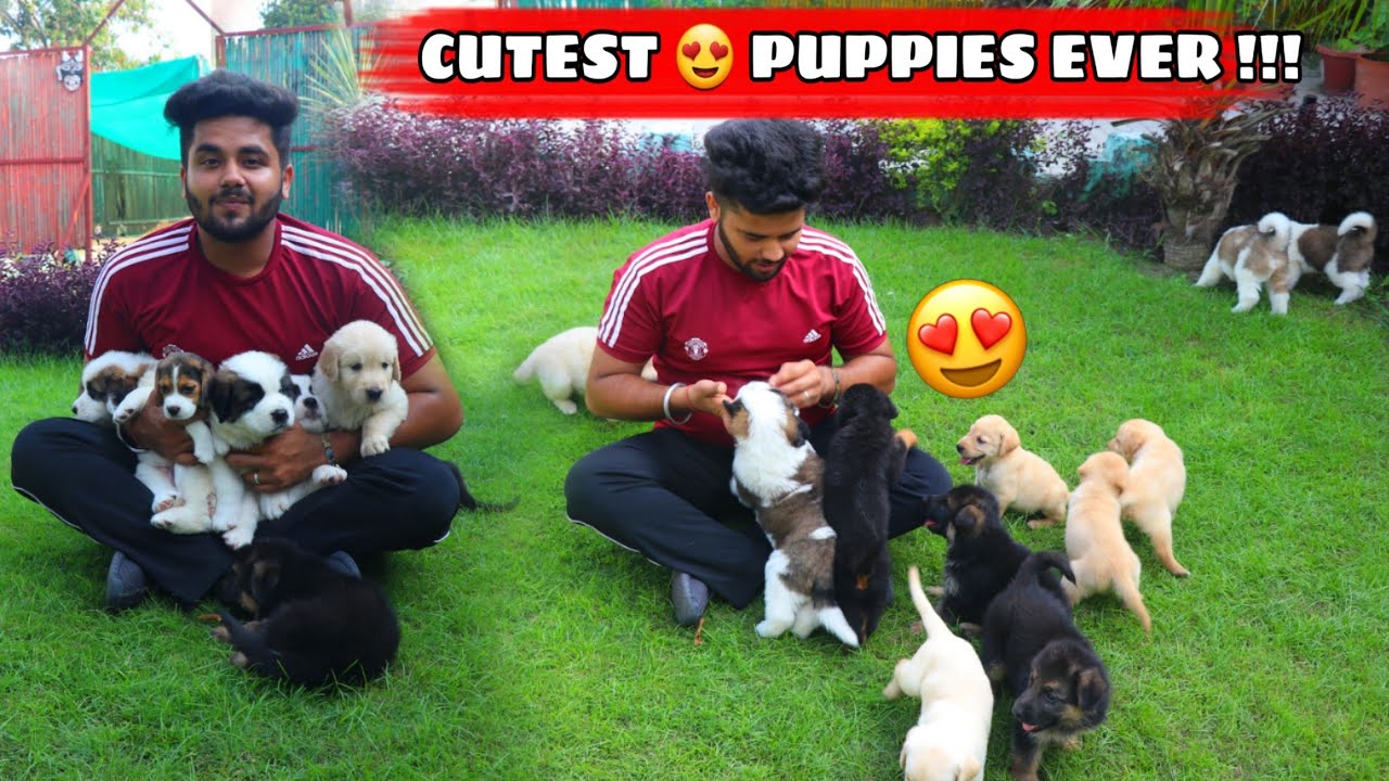 Cutest Puppies | Cute Puppies | Puppies | Cutest Dogs | Dog Kennel | Dog Farm in India