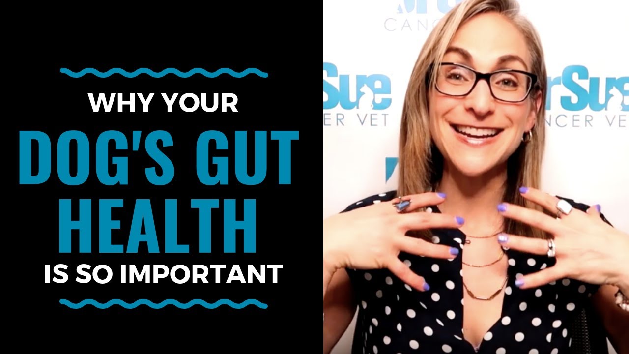 Why Your Dog’s Gut Health is So Important: Vlog 83