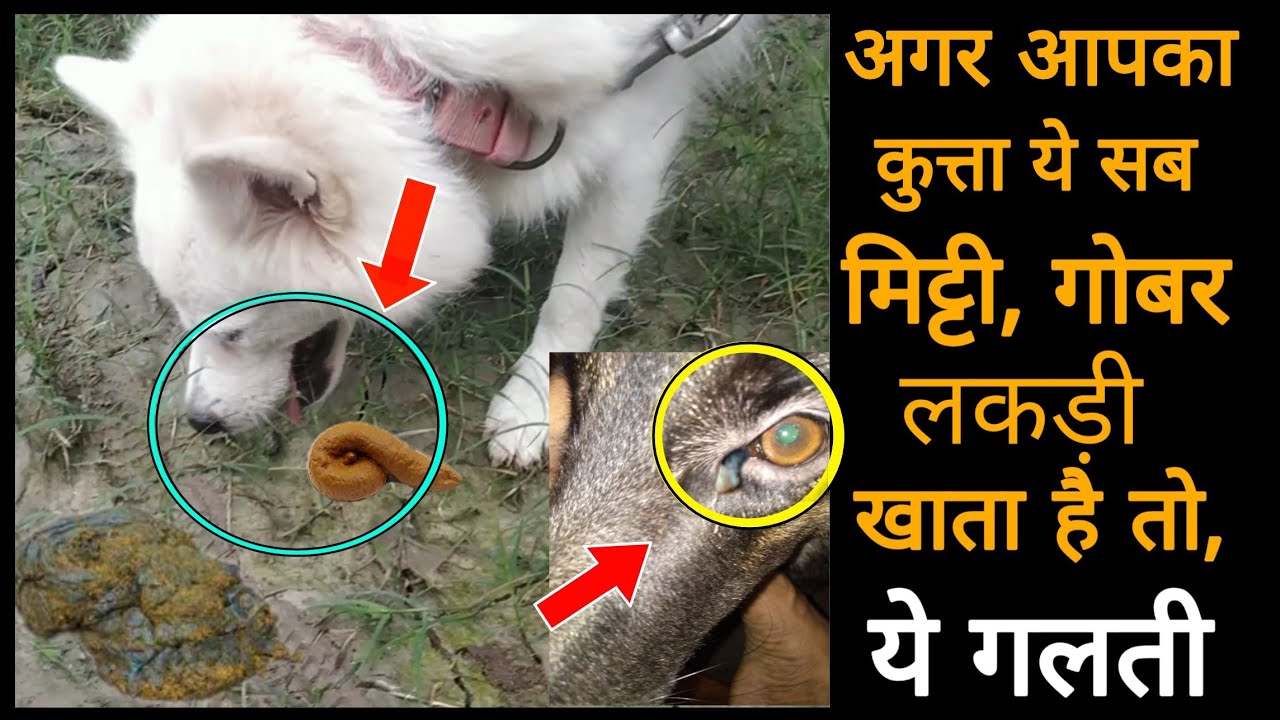 Dog care -अगर आपका कुत्ता मिट्टी, घास, गोबर // आँख से कीचड़ आता है तो देखो – dog eating grass or mud