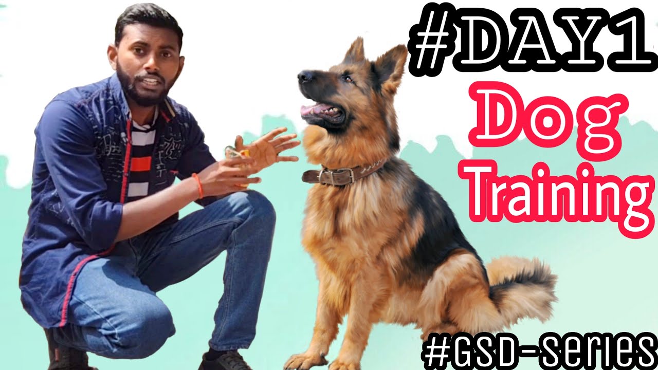 Dog Training – Day 1 || How to Start Basic Training from the 1st Day 4K  HINDI #GSD