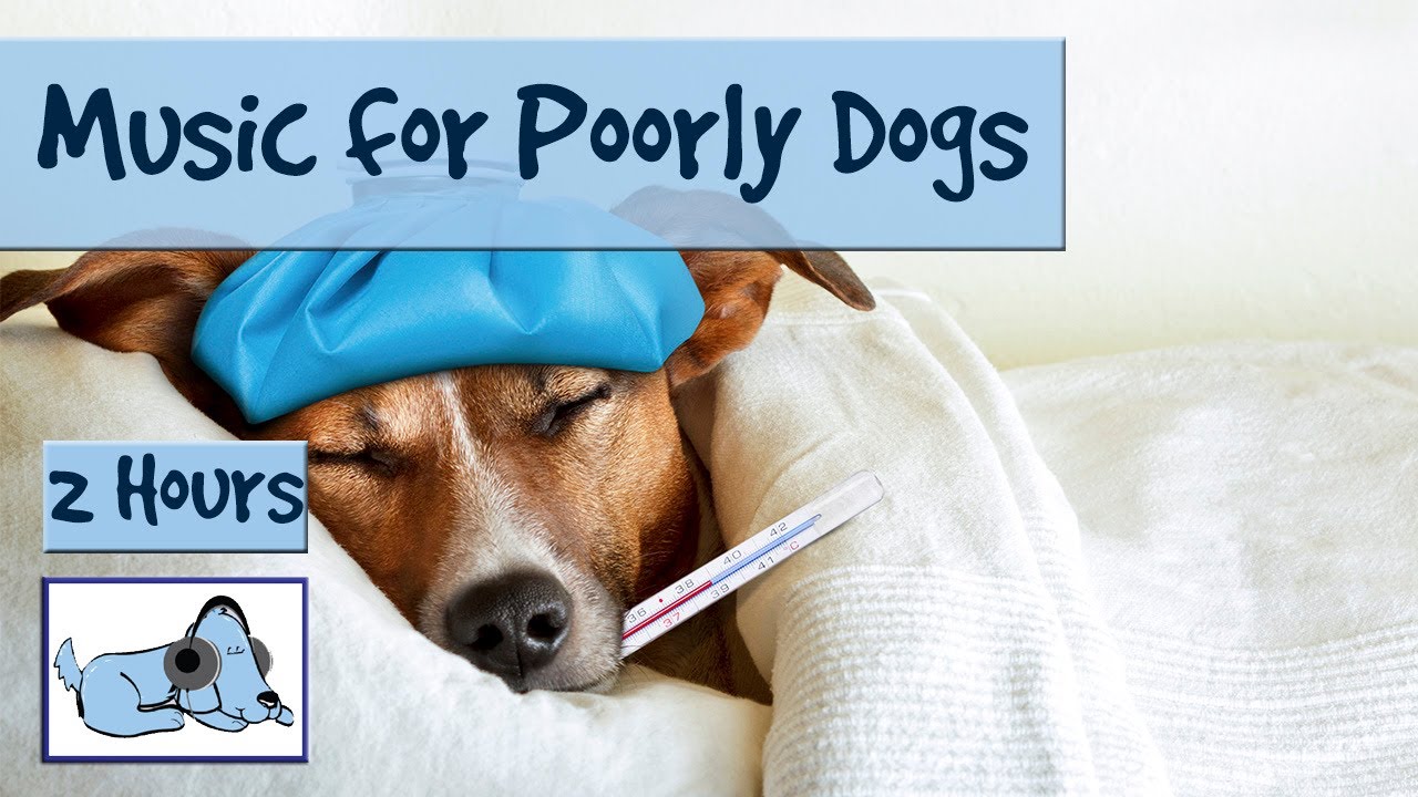 Music for Sick Dogs. If your Dog is ill – Try this Music to Relax them!  #POORLY01