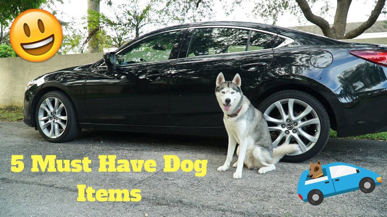 5 Dog Items To Have When Driving With Your Dog!