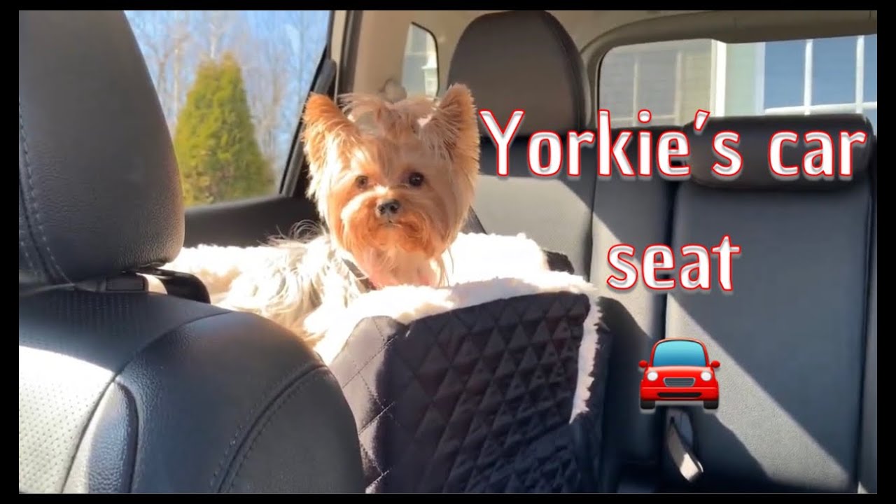 Yorkie’s car seat tutorial