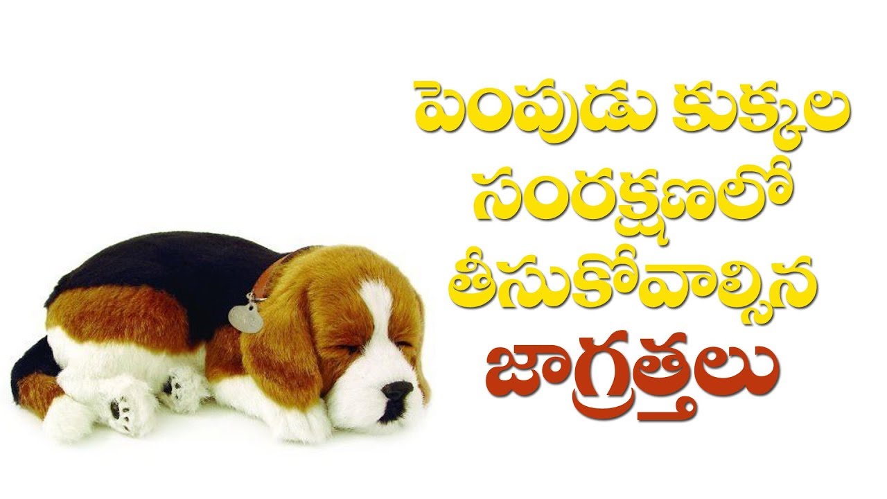 Pet Dog Care And Protect Tips | Part-1 | Pudami Putra | Raj News Telugu