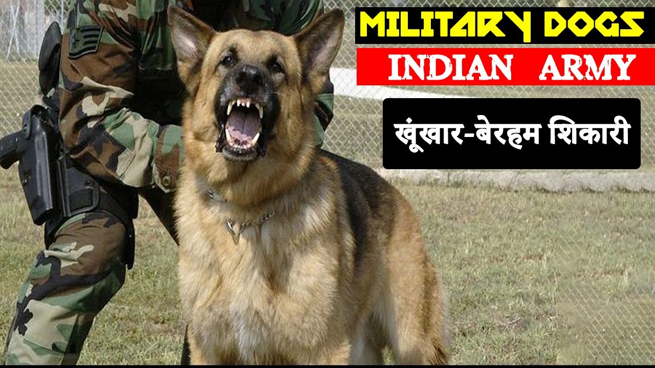 Military Dogs | Indian Army | indian army dog training | army dogs