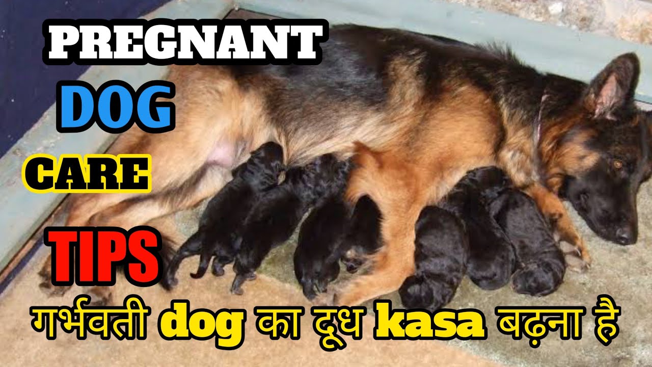 PREGNANT FEMALE DOG CARE TIPS ( IN HINDI )गर्भवती dog का दूध kasa बढ़ना है|| FULL INFORMATION||