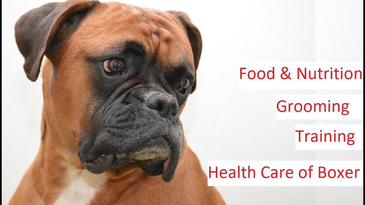 Boxer Dog 101 – Feeding, Training, Grooming & Health Care of a Boxer Dog