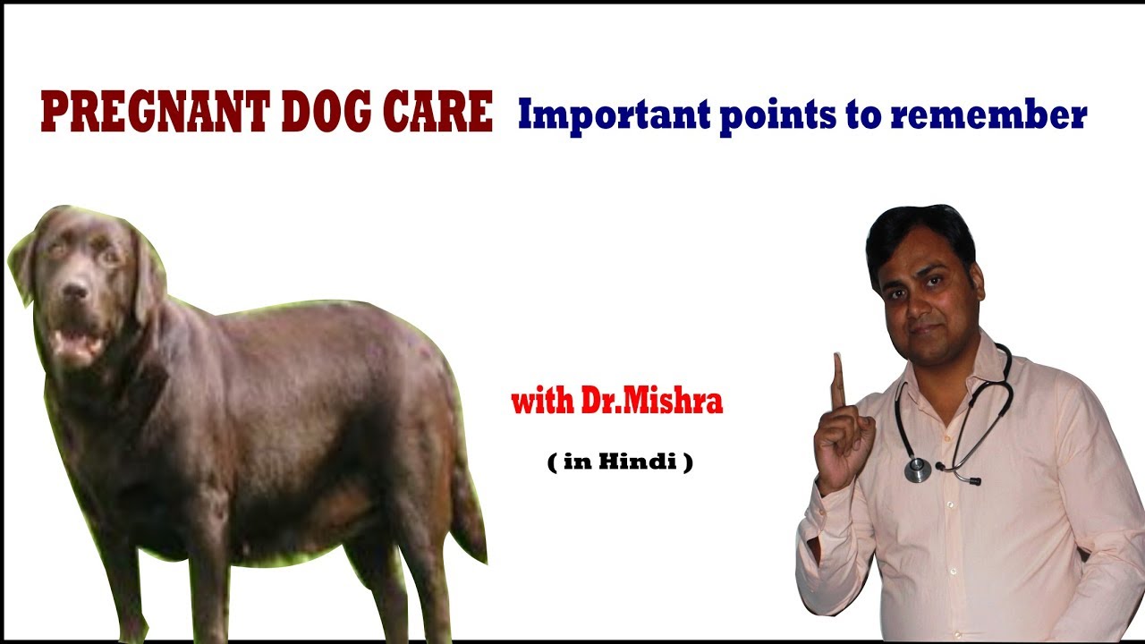 PREGNANT DOG CARE TIPS II dog and vet II Hindi