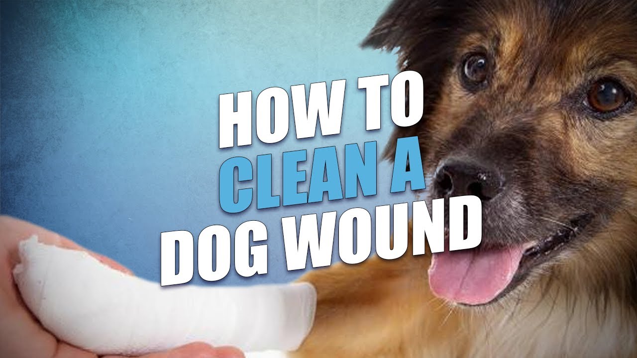 How to Clean and Treat Dog Wound (Dog First Aid Basics)