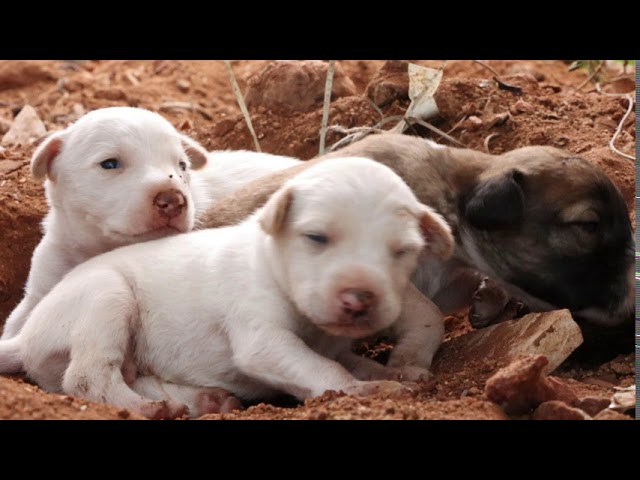 So adorable puppies, Street mother dog given a birth 5 puppies – Dogoftheday