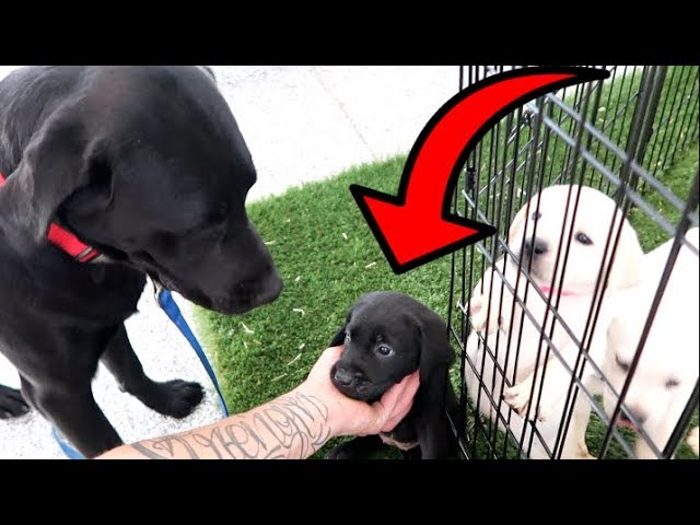 DOG DAD MEETS HIS PUPPIES FOR THE FIRST TIME!!