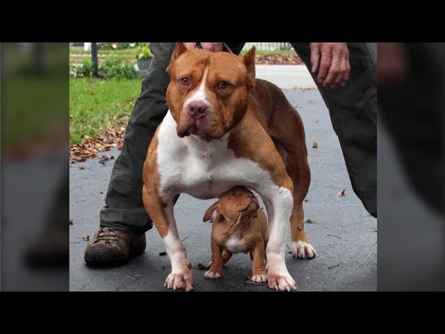 Cute Mother DOgs Protecting Their Babies Compilation –  Dog Protects Puppy Videos