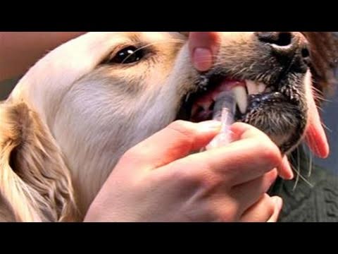 How To Learn Giving Dog Medications