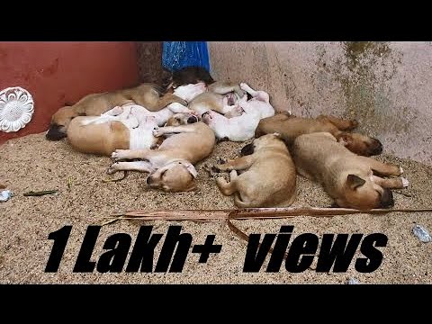 Street mother dog given a birth 10 Cute puppies – she’s feeding 10 puppies – Dogoftheday