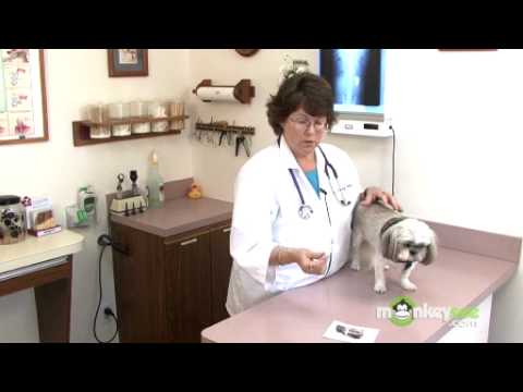 Dog Care – Checking for Ticks