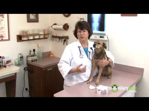 Dog Care – Ear Medication