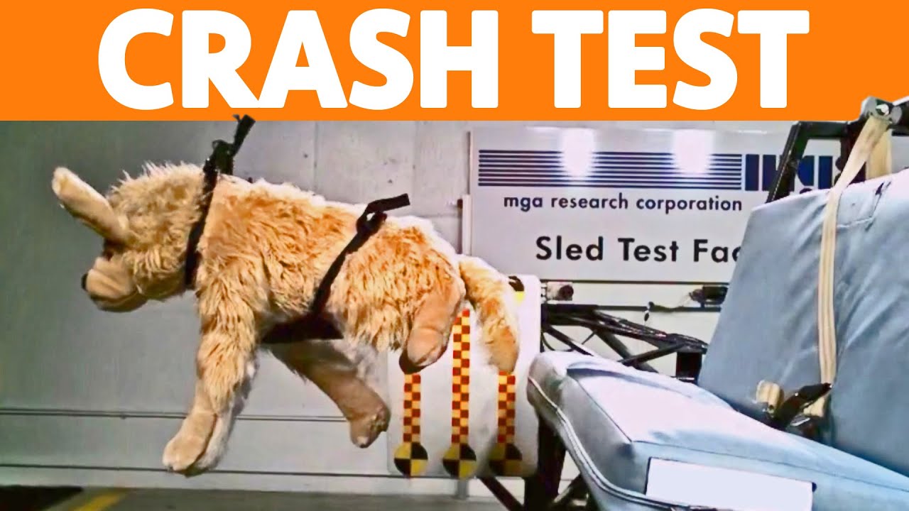 ► Dog Crash Tests