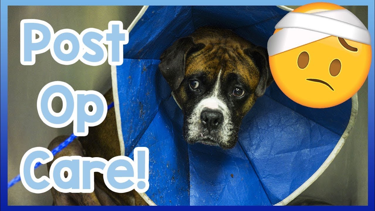 How to Care for Your Dog After Surgery! Post-Operation Care Tips for Dogs!