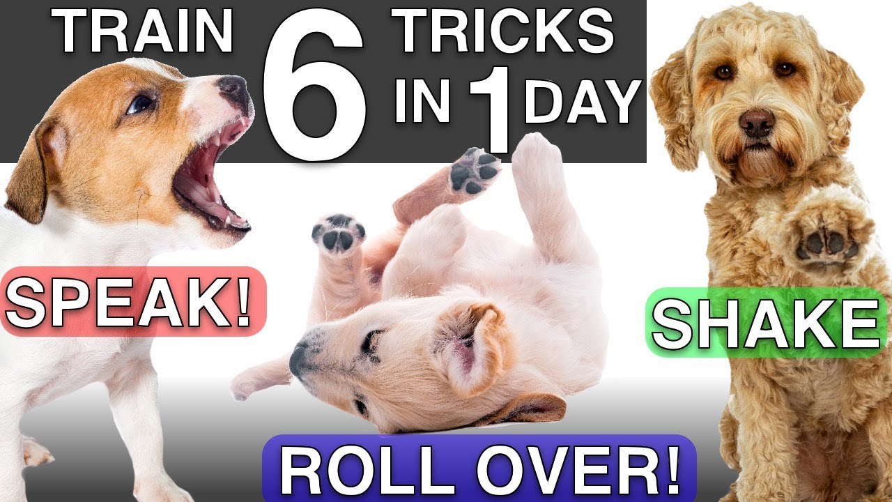 How to Train your Puppy 6 Tricks in 1 Day!