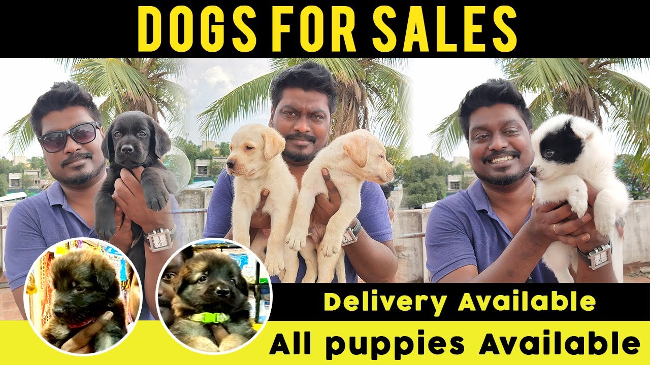 Dogs for Sales | All Puppies Available | Online Delivery | Dog Kennels in Chennai | Video Shop