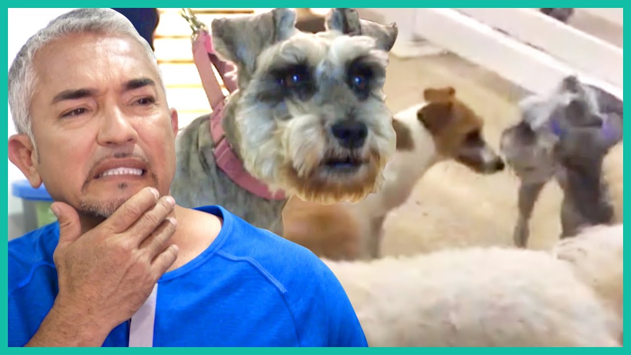 Cesar Saves A Dog From Being Kicked Out of Doggy Daycare | Cesar 911